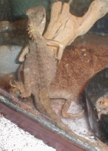 Mountain horned dragon