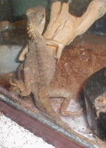 Mountain horned dragon