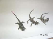 The three new babies
