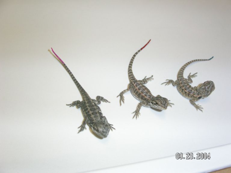 The three new babies