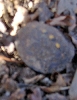 05 hatchling