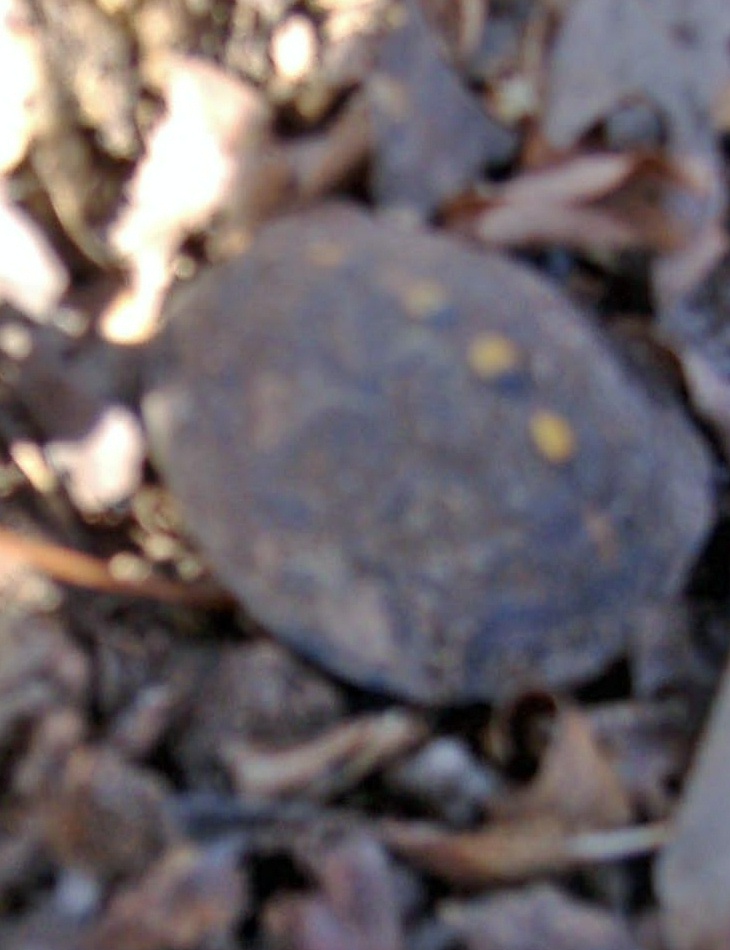 05 hatchling
