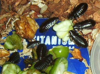 Baby Cockroaches Eat Dinner