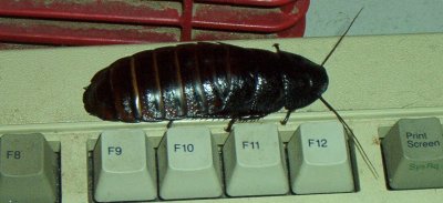 Good Size Female Madagascar Hissing Cockroach