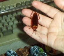 Mikey the Tame American Cockroach