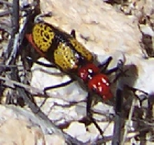 What in the world is this? (seen in Arizona)