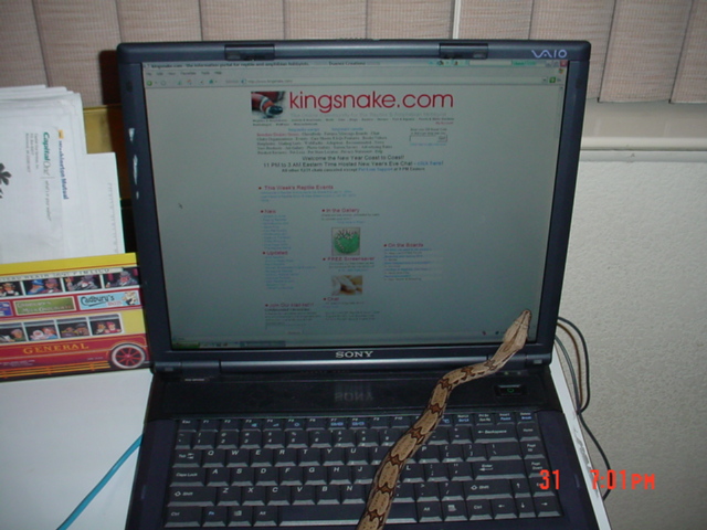 suri surfin the net