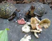 Mullburies