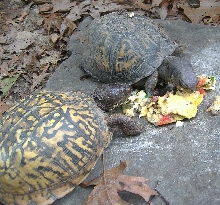 Mr T eating his Omlet