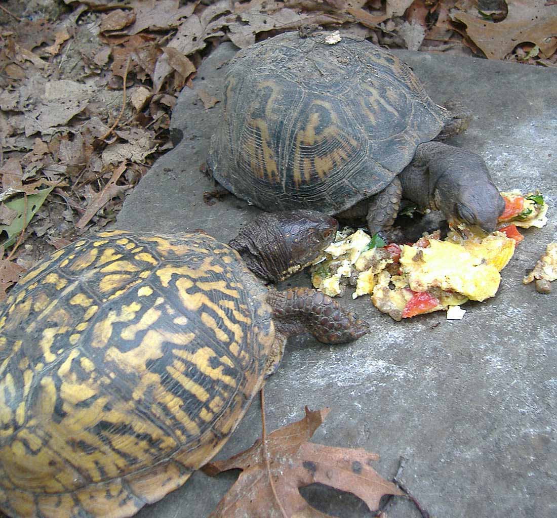 Mr T eating his Omlet
