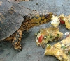 Mr T eating his omlet
