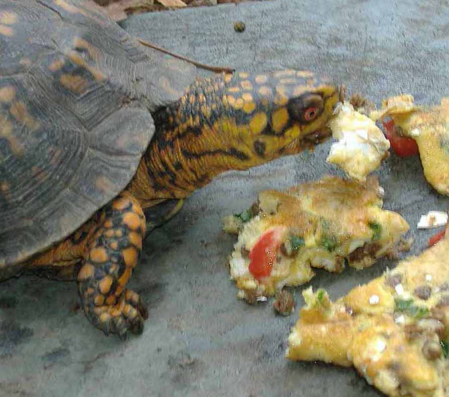 Mr T eating his omlet