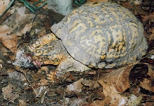 Turtle eating mouse 3