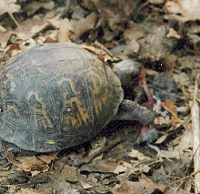 turtle eating mouse
