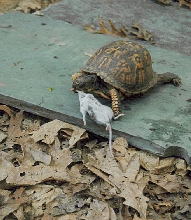 Turtle eating mouse 2