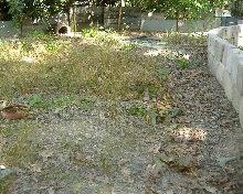 Turtle Pen