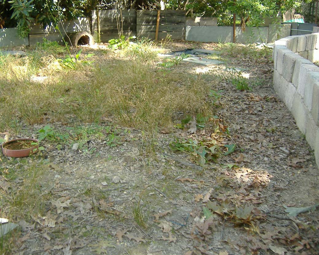 Turtle Pen