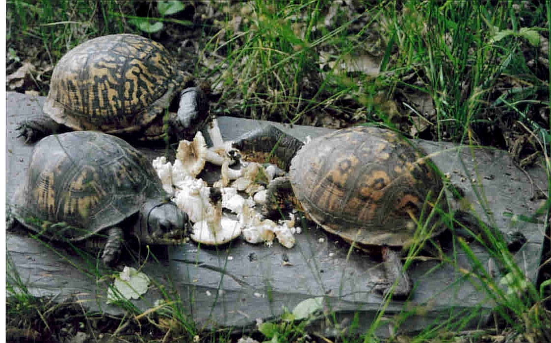 Turtles eating mushrooms