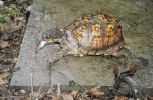 Turtle eating fish