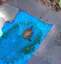 turtle pond