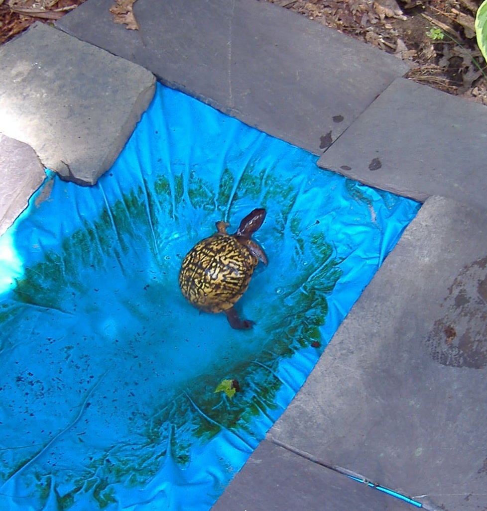 turtle pond