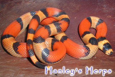 Aberrant Hypo Honduran