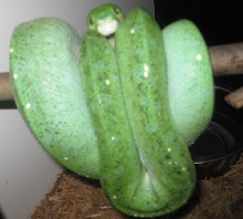 Ovulation?