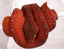 Pepper0457 6months