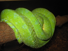 PepperXMerauke GM0457