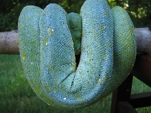 Wamena female