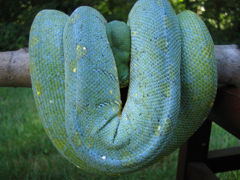 Wamena female