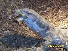 My male sav
