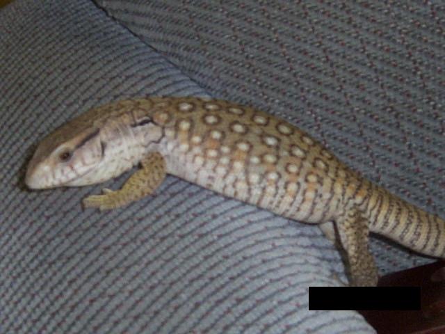 Check out her orange colouration