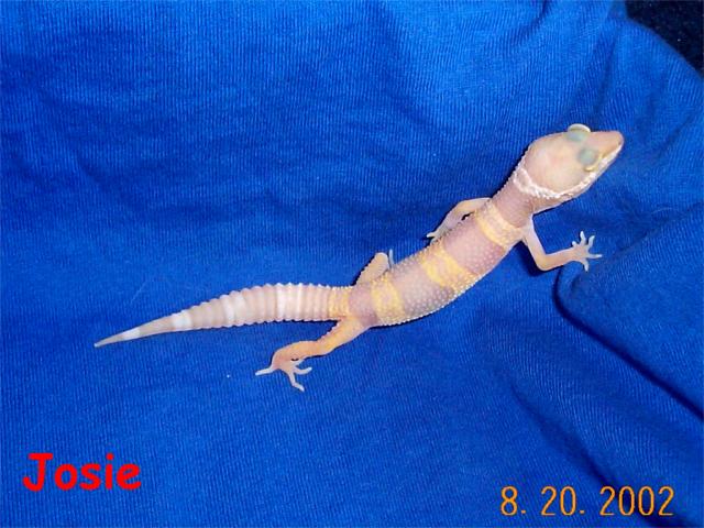 Josie