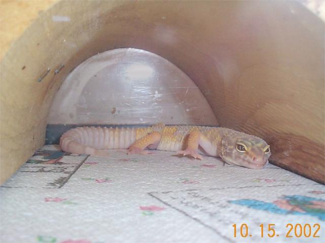 Joey