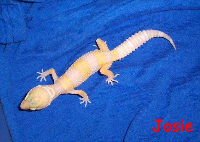 Josie
