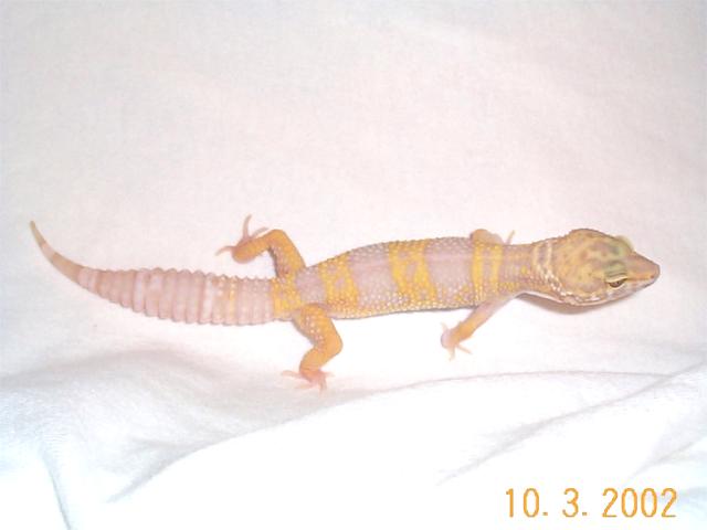 Josie