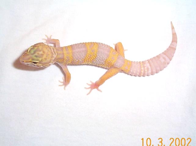 Josie