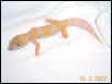 Josie