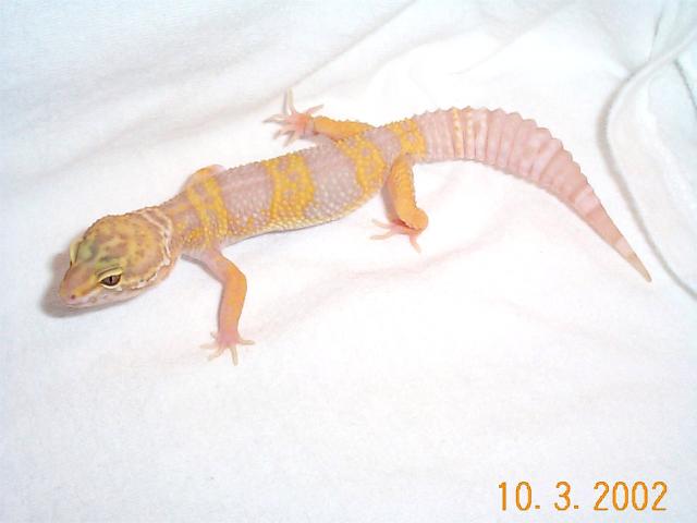 Josie