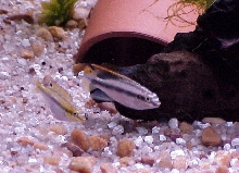 Young Kribensis Pai