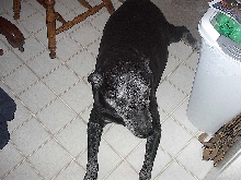 My baby dog.