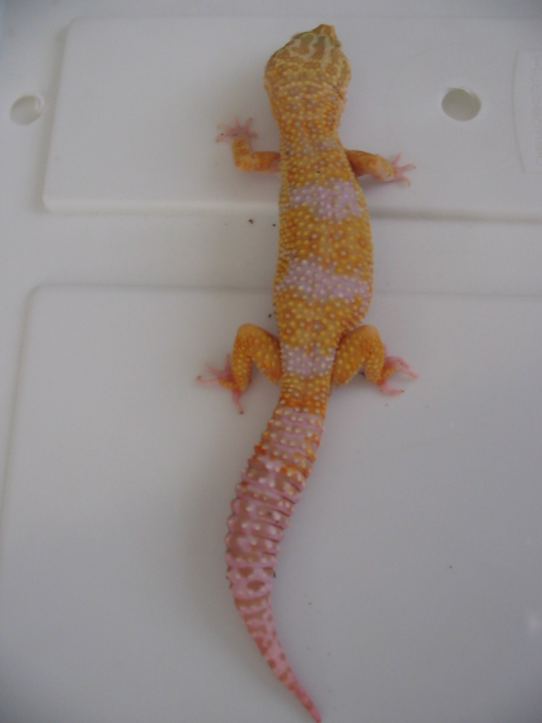 Tangerine Albino