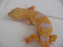 Tangerine Albino