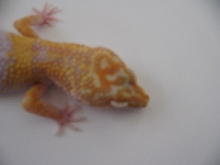 Carrot head giant albino
