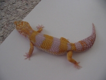 Carrot head giant albino