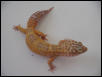 Hypo Tangerin Albino