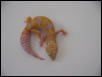 Carrot Head Albino