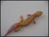 Carrot Head Albino
