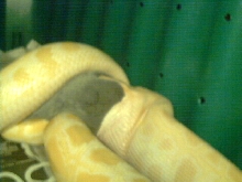 Monte Eating Again